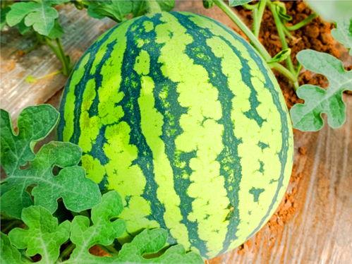 在网上吃瓜,揭秘虚拟世界的娱乐狂欢